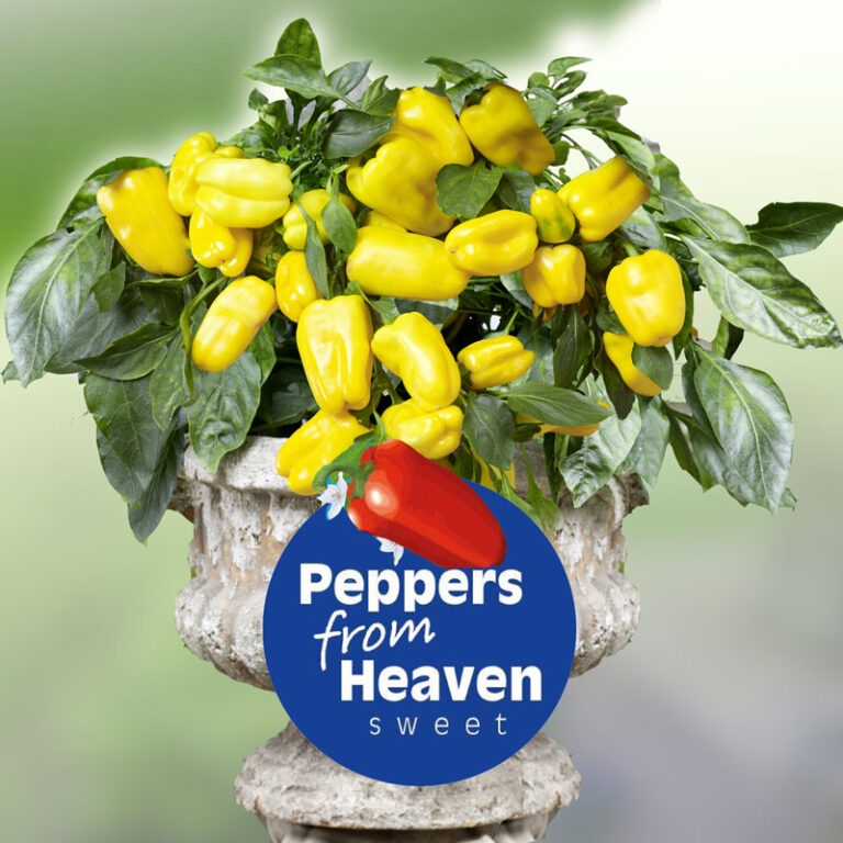 Peppers from Heaven Prudac